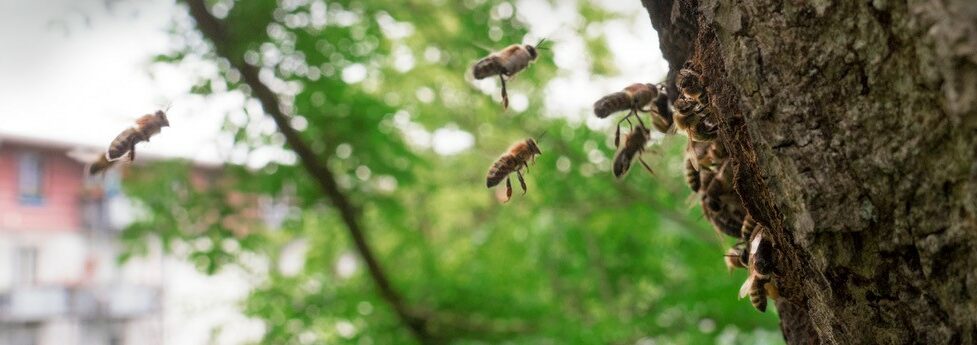 Wildbienen fliegen Baum an